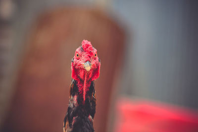 Close-up of a bird against blurred background