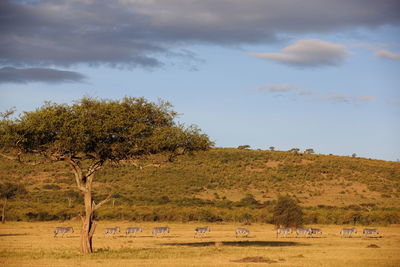 Trees on field against sky