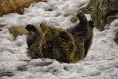 Close-up of sheep on snow