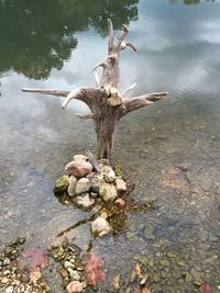 Dead tree on water