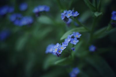 Close-up of purple flowering plants in park