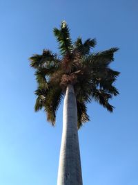 Low angle view of coconut palm tree against clear blue sky