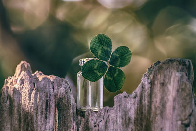 Close-up of four leaf clover in vase