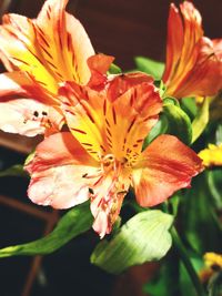 Close-up of day lily