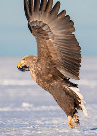 Close-up of eagle flying against the sky