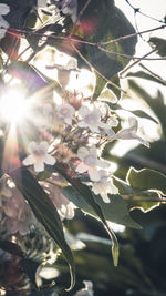 Low angle view of flowering plant