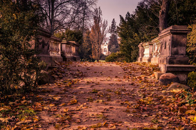 Footpath amidst plants and trees against sky during autumn