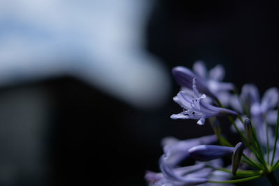 Close-up of purple flower