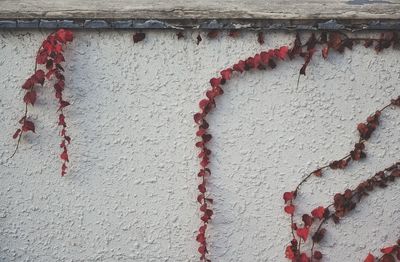 Close up of red leaves