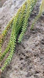 High angle view of plant growing on field