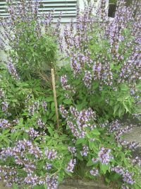 Close-up of purple flowers blooming outdoors