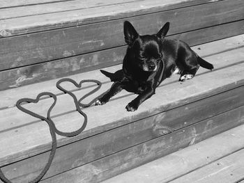 High angle portrait of black dog on wood