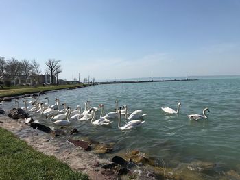 Swans in sea against sky