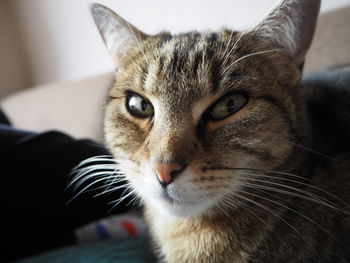 Close-up portrait of tabby cat