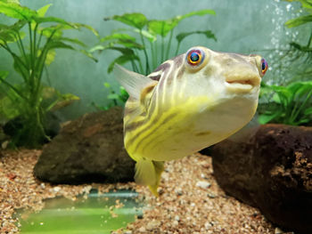 Close-up of fish swimming in sea