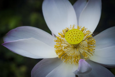 Close-up of white flower