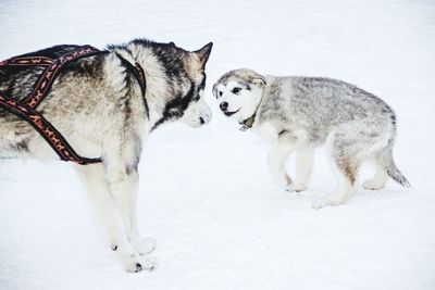 Two dogs on snow covered landscape