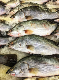 High angle view of fish for sale at market