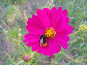 Close-up of bee pollinating on pink flower