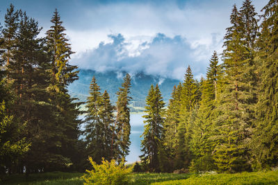 Panoramic view of pine trees against sky