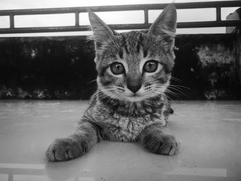 Portrait of cat sitting on floor