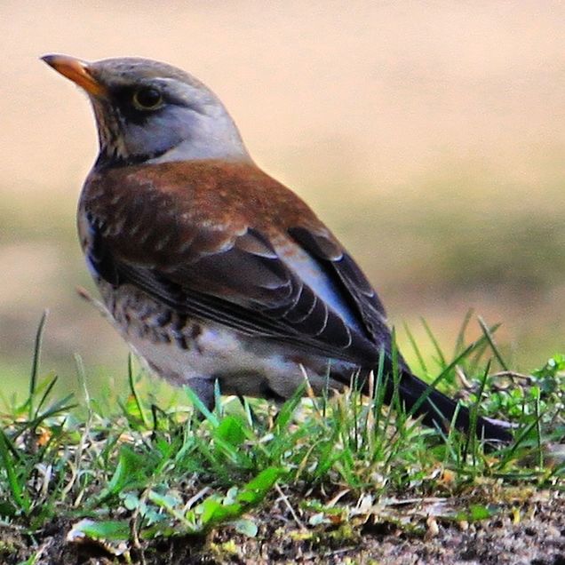 animal themes, animal wildlife, animals in the wild, animal, bird, vertebrate, one animal, plant, day, no people, close-up, perching, grass, nature, outdoors, field, focus on foreground, land, looking, selective focus, animal eye