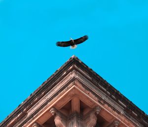 Low angle view of eagle flying against clear blue sky