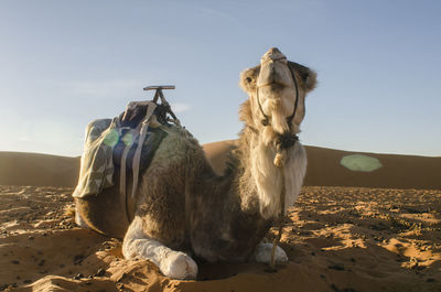 Horses sitting on a desert