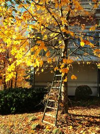 Autumn leaves on tree by building
