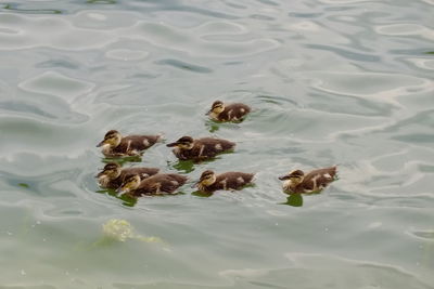 Ducks in the lake