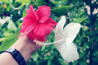 Close-up of hand holding flower