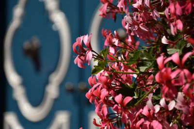 Close-up of pink flowering plant