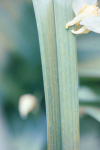 close-up