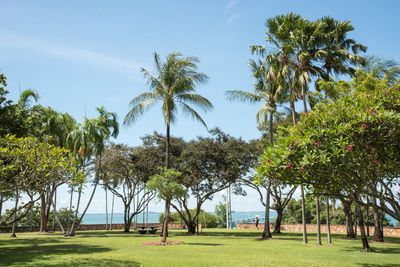 Palm trees on field against sky