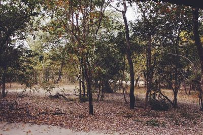 Trees in forest during autumn