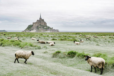Sheep in a field