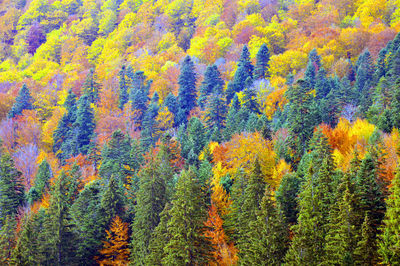 Full frame shot of multi colored pine trees in forest