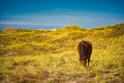 Horse standing in a field