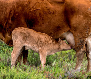 Calf drinking milk from cow