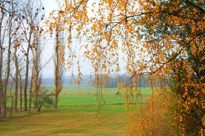 Trees on field