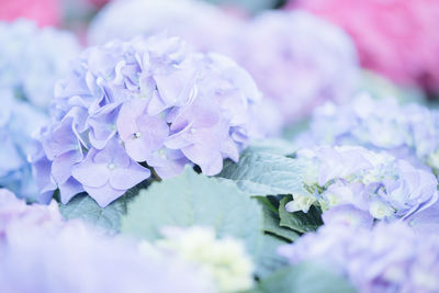 Close-up of purple flowering plant