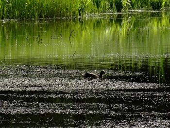 Ducks swimming in lake