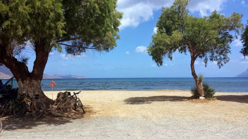 Trees against calm blue sea