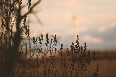Close-up of plants against sky during sunset