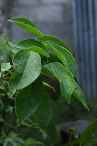 Close-up of wet plant leaves