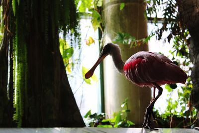 Close-up of bird perching on tree trunk