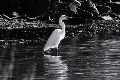 Heron on lake