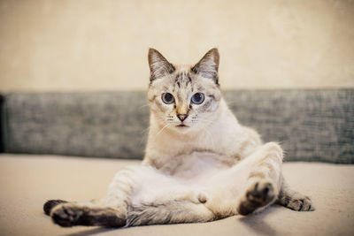 Close-up portrait of a cat