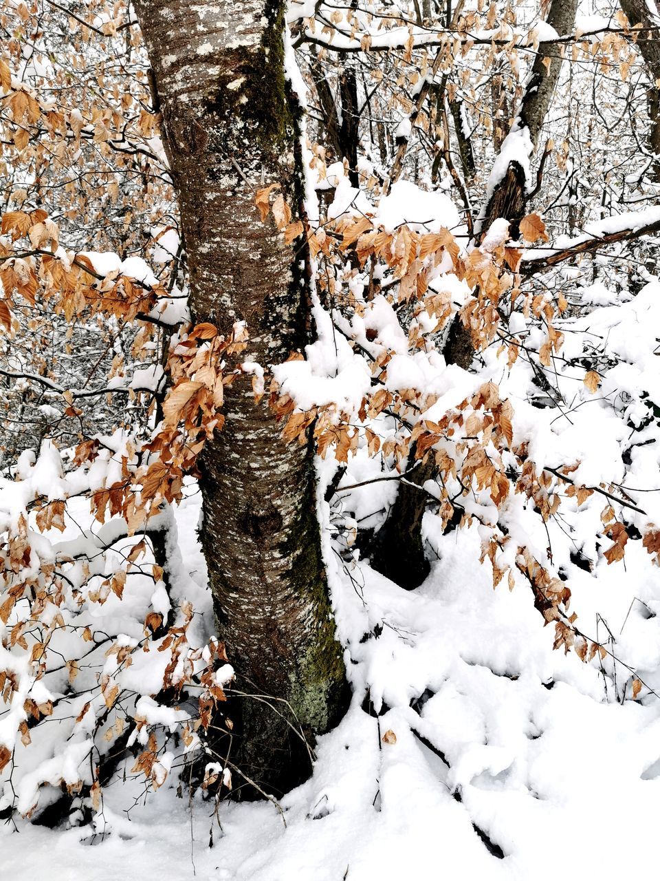 branch, tree, snow, winter, nature, cold temperature, day, plant, no people, white, leaf, outdoors, beauty in nature, land, environment, tree trunk, plant part, tranquility, trunk, backgrounds, covering, spring, full frame, frozen, high angle view