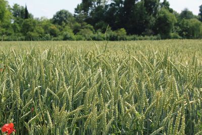 Close-up of wheat field against trees